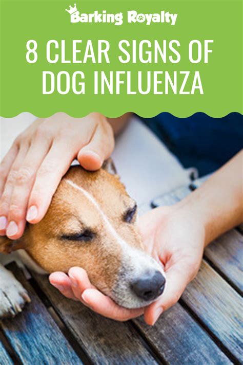 Decoding the Canine Influenza Symptoms