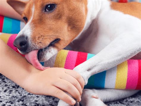 Decoding the Couch-Licking Enigma: Why Does My Dog Lick the Sofa?