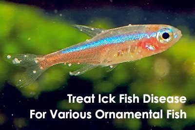 Decoding the Enigma of Ick Fish Disease: A Comprehensive Guide