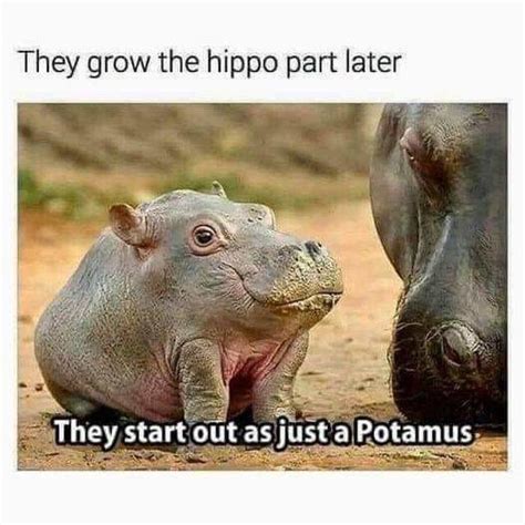 Deconstructing the Hippo Meme Phenomenon