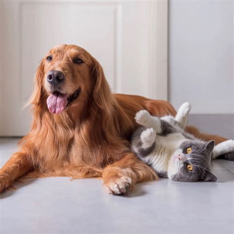 Dedicated to Your Pet's Well-being