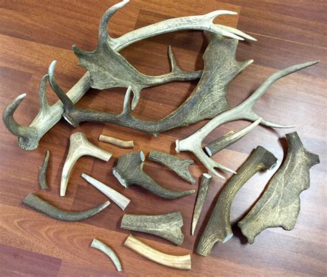 Deer Antlers for Dogs: Your Ultimate Guide to the 10,000-Year-Old Chew