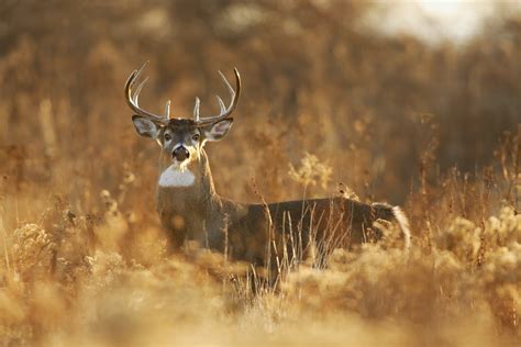 Deer Behavior and Habitat