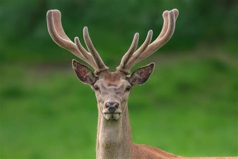 Deer antler: