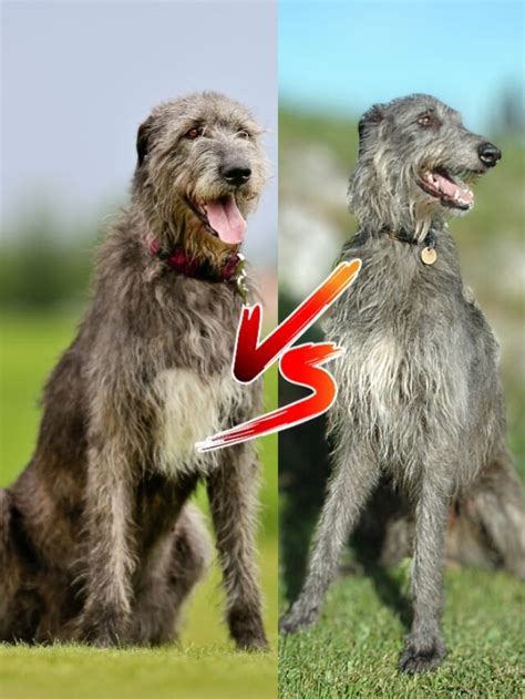 Deerhounds and Wolfhounds: A Detailed Comparison of Two Majestic Breeds