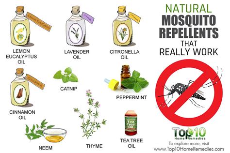 Defeat the Buzz: A Comprehensive Guide to Natural Mosquito Repellents