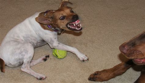 Defining Canine Aggression