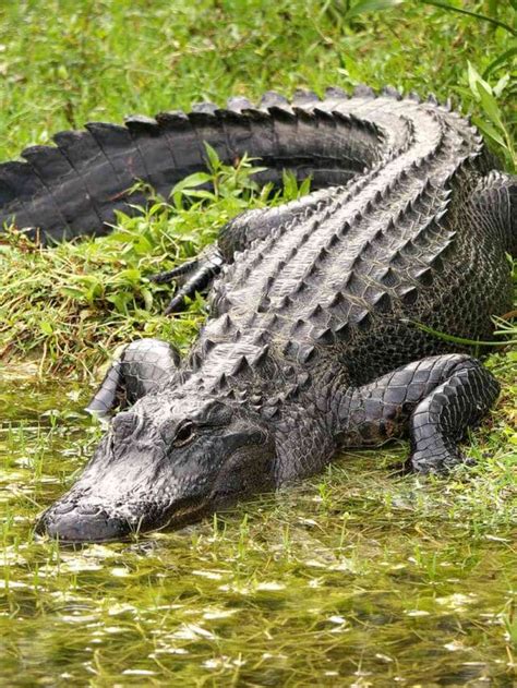 Defining Escort Alligators