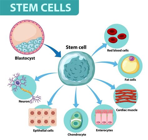 Defining Stem Cells: