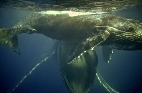 Defining Unusual Whales