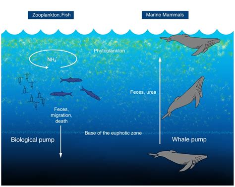 Defining Whales in the Cryptosphere