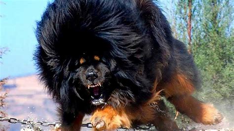 Defining the "Most Powerful" Dog