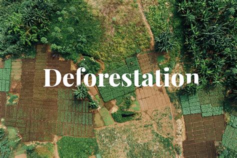 Deforestation PDF