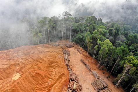 Deforestation: A Global Crisis