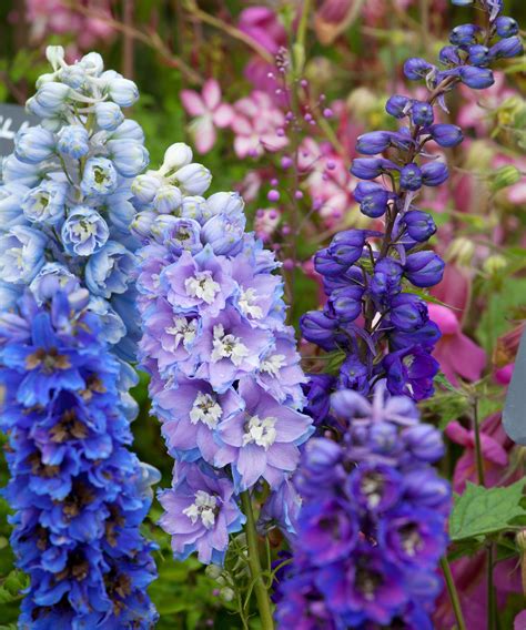 Delphiniums Reader