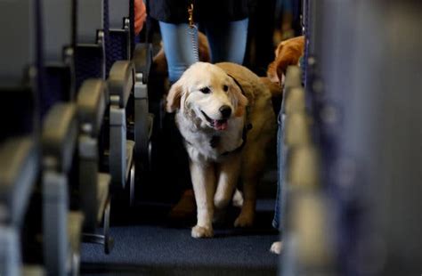 Delta Airlines Service Animals: A Helpful Guide to Accommodating Your Furry Companion