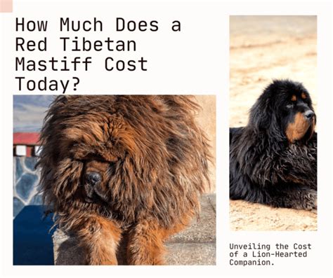 Delve into the Enigmatic World of Tibetan Mastiffs: Unveiling their Price and Allure