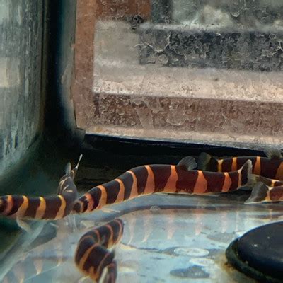 Delve into the Realm of Kuhli Loaches: Unveiling Their Cost and Captivating Charms