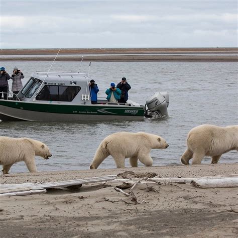 Delving into Kaktovik: A Comprehensive Guide to Alaska's Arctic Jewel