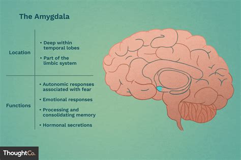 Delving into the Amygdala's Function