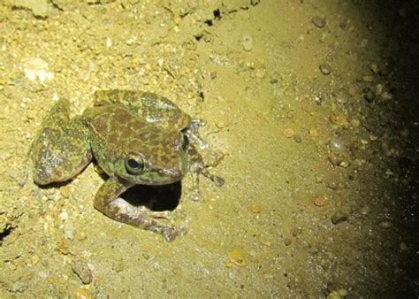 Delving into the Depths of Cave Frog Evolution