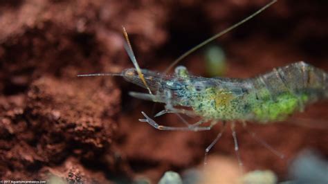 Delving into the Ghostly Realm: A Comprehensive Guide to Ghost Shrimp Lifespans