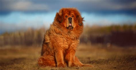 Delving into the Lifespan of a Tibetan Mastiff: A Holistic Guide