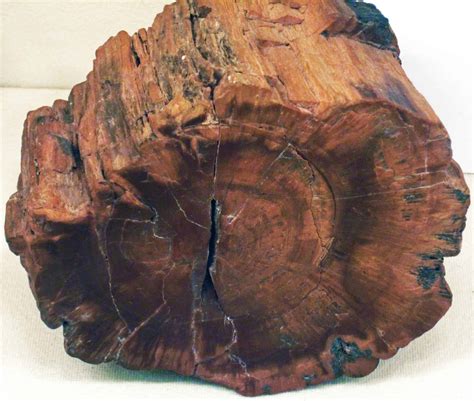 Delving into the Origins of Petrified Black Wood