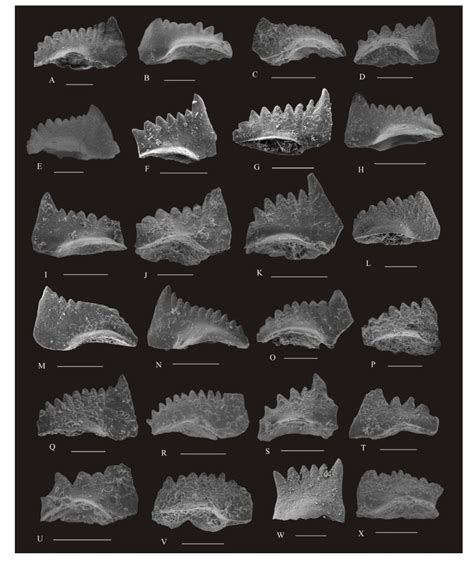 Delving into the Realm of Conodont Biostratigraphy: Unraveling Earth's Evolutionary History