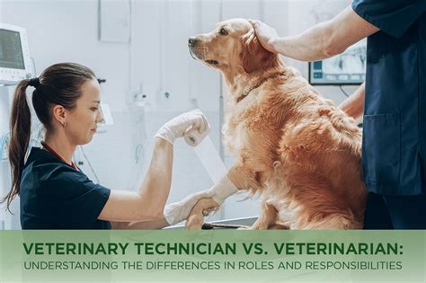 Delving into the Roles and Responsibilities of Veterinary Technicians