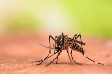 Dengue Fever: A Global Health Threat