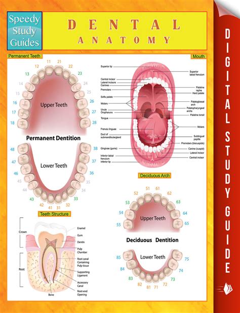 Dental Anatomy Speedy Study Guides Human Anatomy Edition Doc
