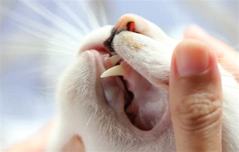 Dental Disease in Cats: A Growing Problem