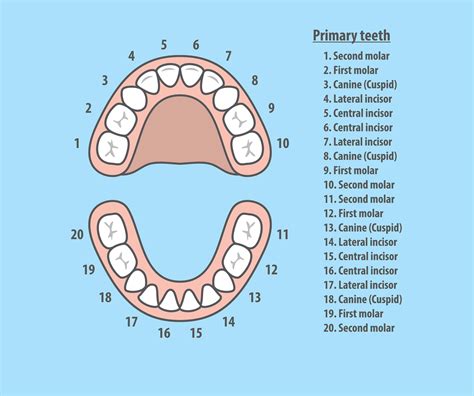 Dental Teeth Number Chart