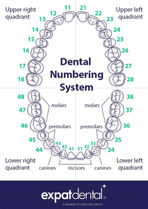 Dental Teeth Numbering Chart