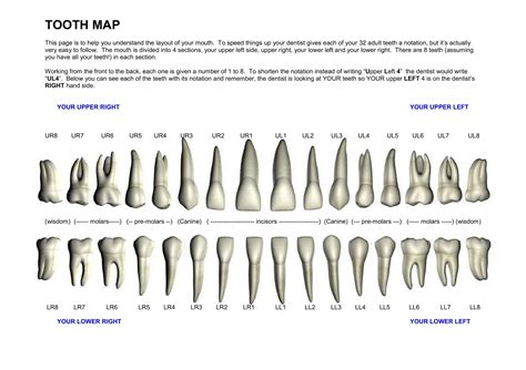 Dental Tooth Chart Printable