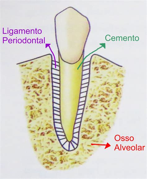 Dente é um osso?