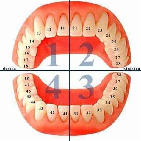 Dentes Permanentes: Os 32 Guardiães da Nossa Boca