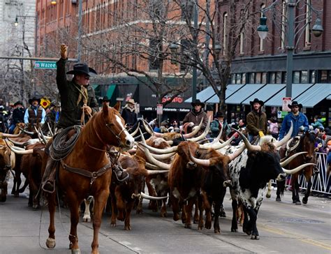 Denver Stock Show: A Livestock Wonderland