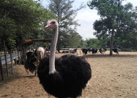 Desaru Ostrich Farm: A Comprehensive Guide