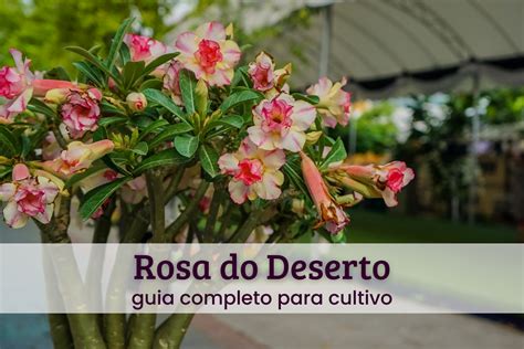 Descobrindo os Encantos da Rosa do Deserto Carolina: Um Guia Abrangente