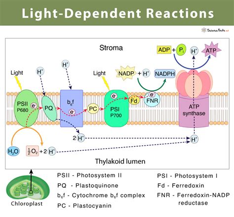Describe How ATP Is Produced in the Light Reactions