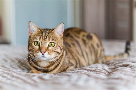 Descubra a Beleza Encantadora do Gato Bengal Branco: Um Guia Completo