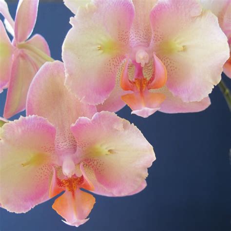 Descubra as Encantadoras Phalaenopsis Rosa Claro: Um Guia Completo para Cultivo e Cuidados