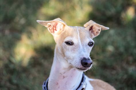 Descubra o Encanto do Galgo Italiano: Um Guia Completo para o Canil dos Cães Nobres