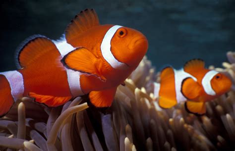 Descubra o Maravilhoso Mundo do Peixe Palhaço Branco