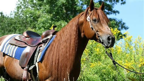 Descubra o Parceiro Perfeito para Suas Aventuras Equestres: Cavalos Quarto de Milha à Venda