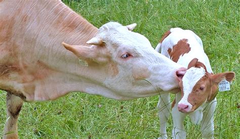 Descubra o Poder da Placentina: Um Guia Essencial para Aplicação em Vacas