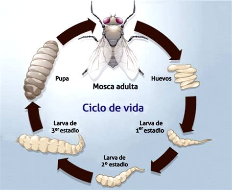 Descubra o Tempo de Vida de uma Mosca e os Fatores que Afetam Sua Longevidade