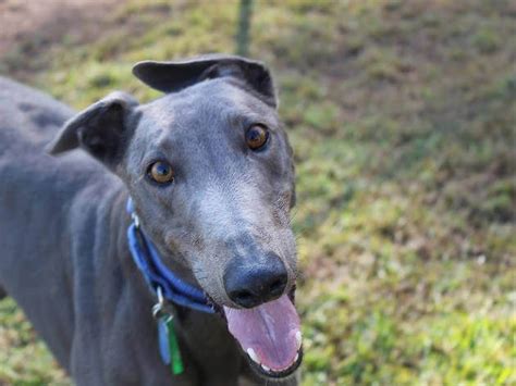 Descubra tudo sobre o Galgo Brasileiro: O Coração Nobre das Corridas